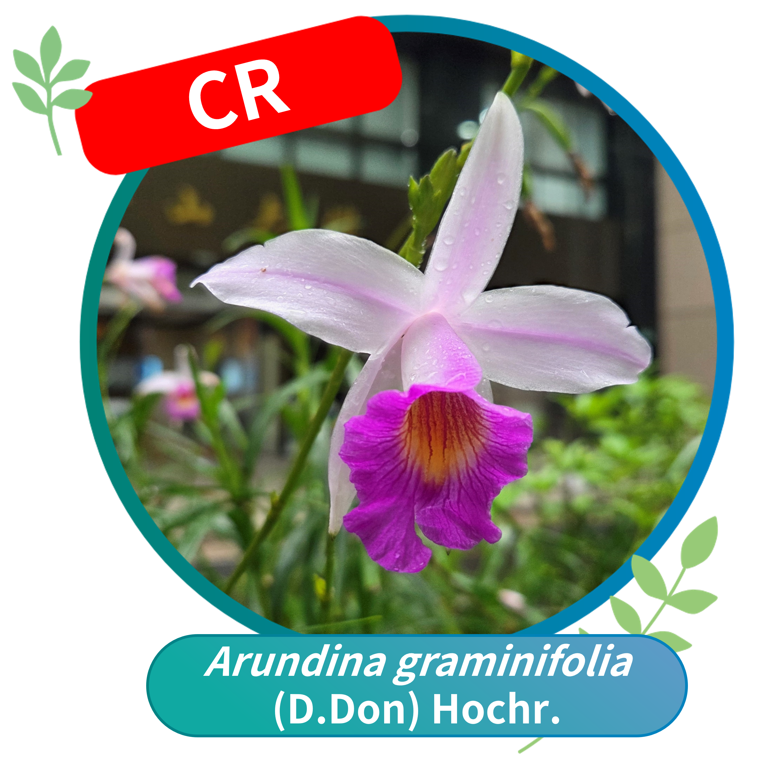 Arundina graminifolia (Critically Endangered, CR)