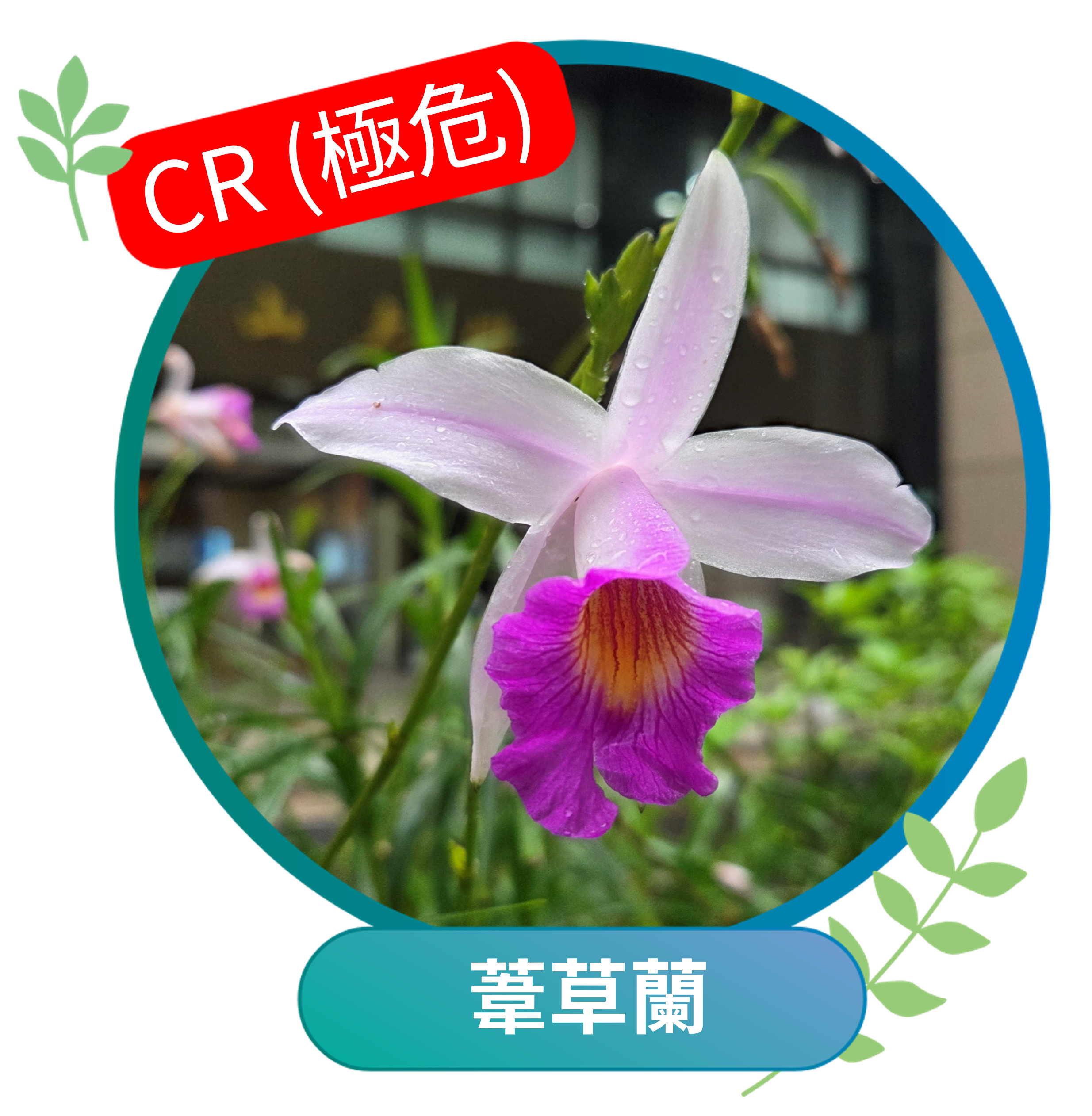 葦草蘭（極危CR）