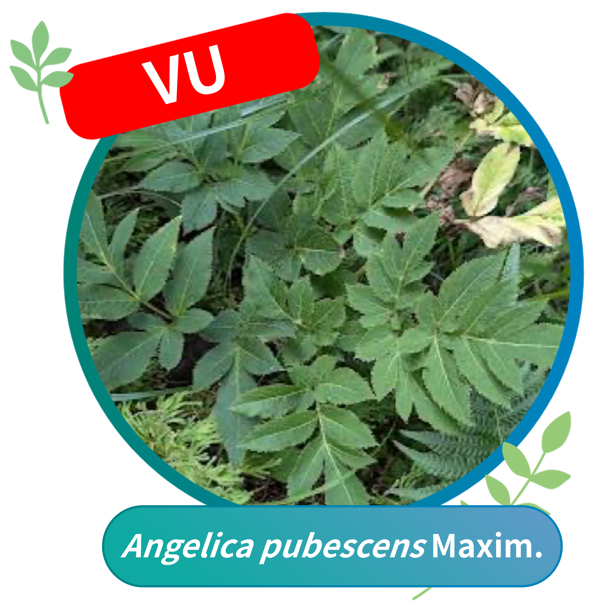 Angelica pubescens (Vulnerable, VU)