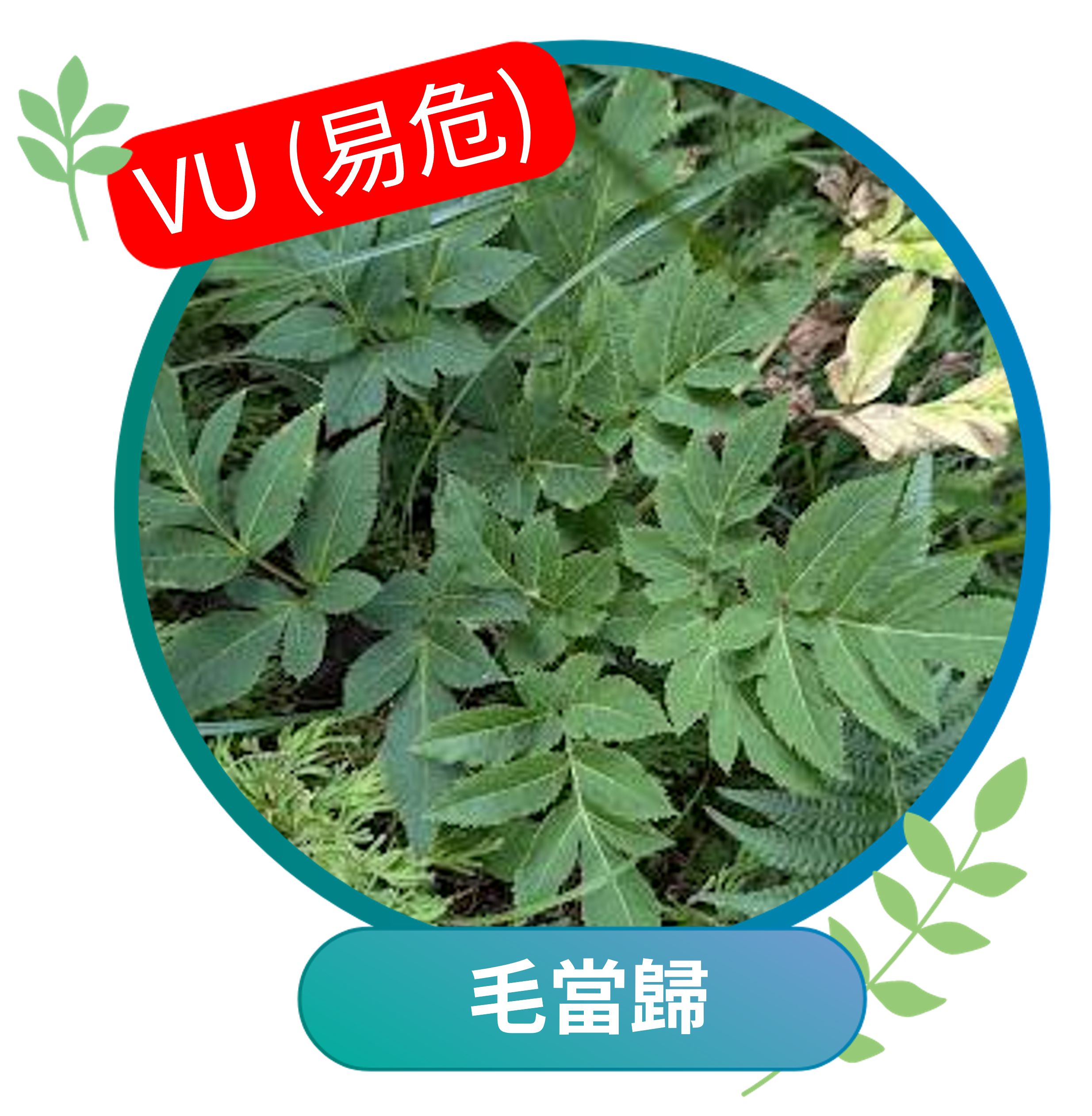 毛當歸（易危VU）