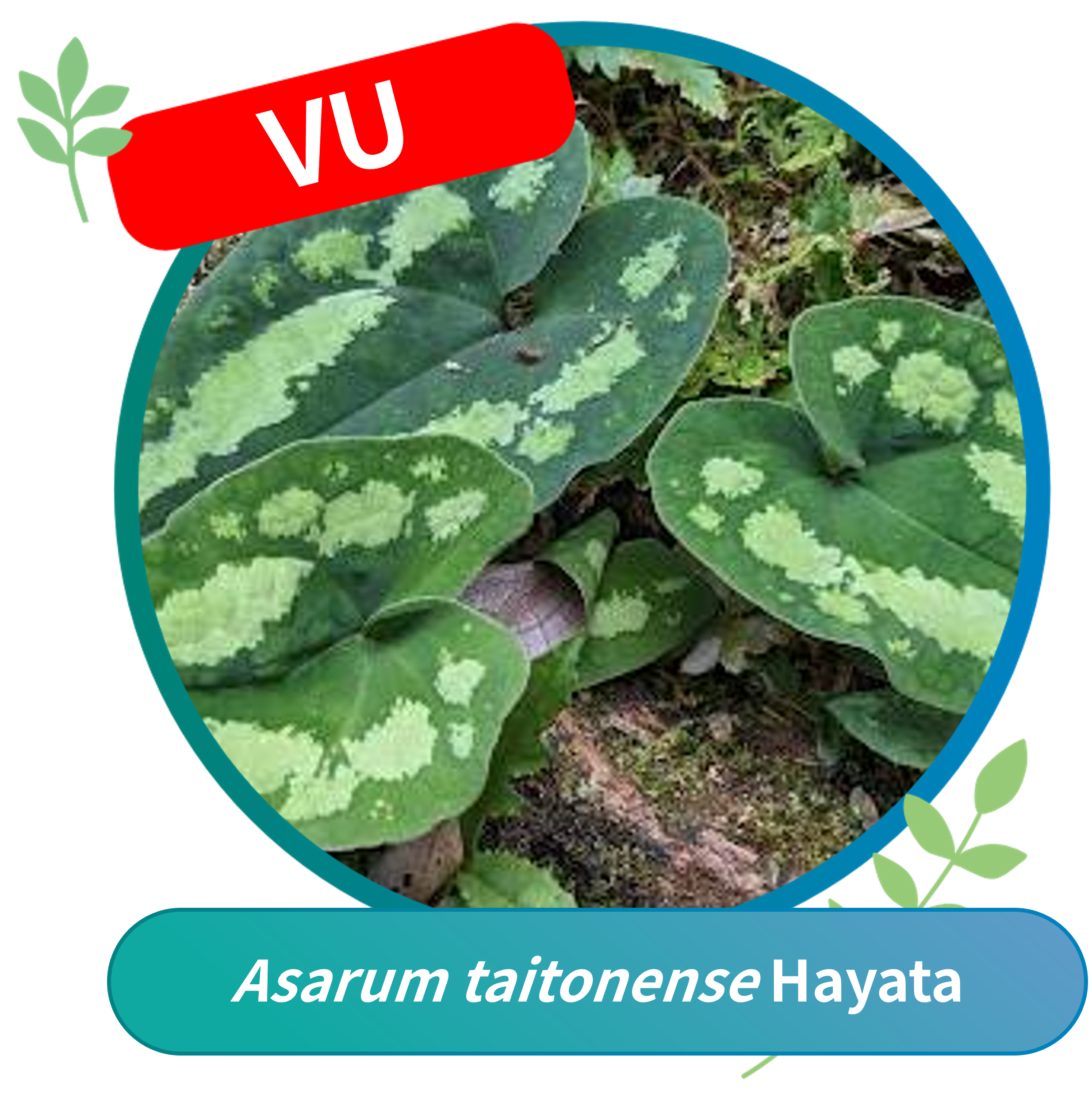 Asarum taitonense (Vulnerable, VU)