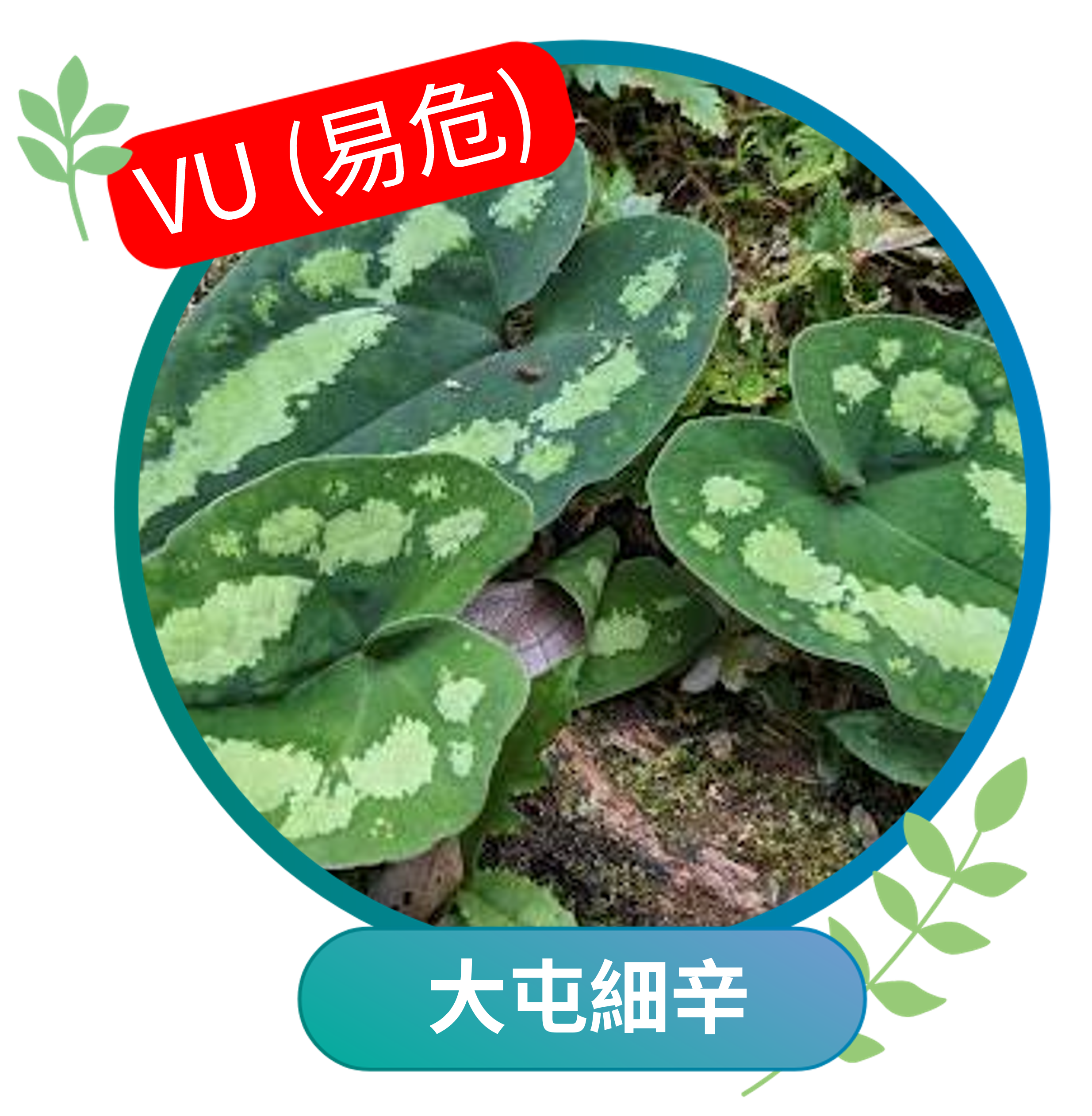 大屯細辛（易危VU）