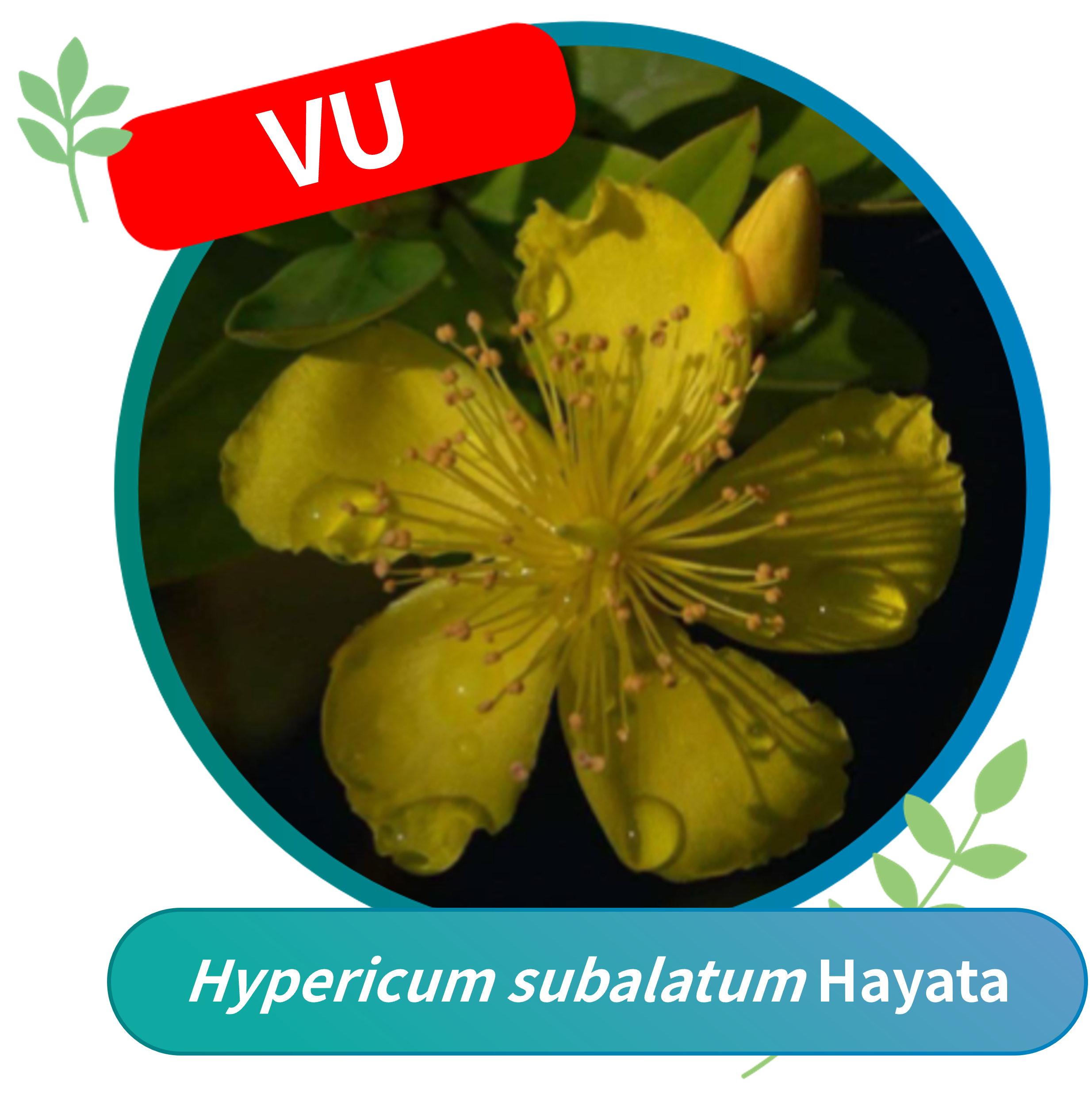 Hypericum subalatum (Vulnerable, VU)