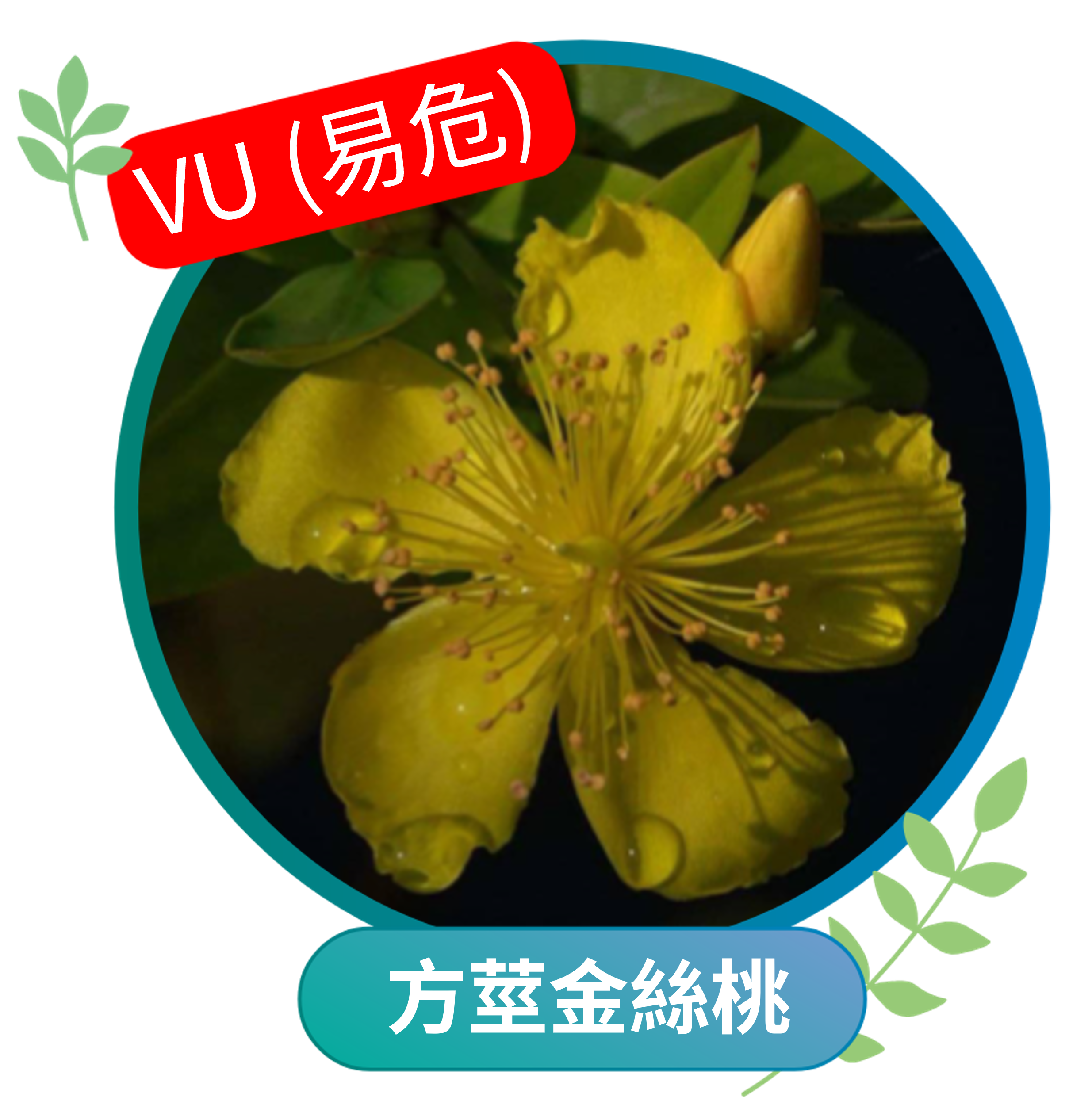 方莖金絲桃（易危VU）