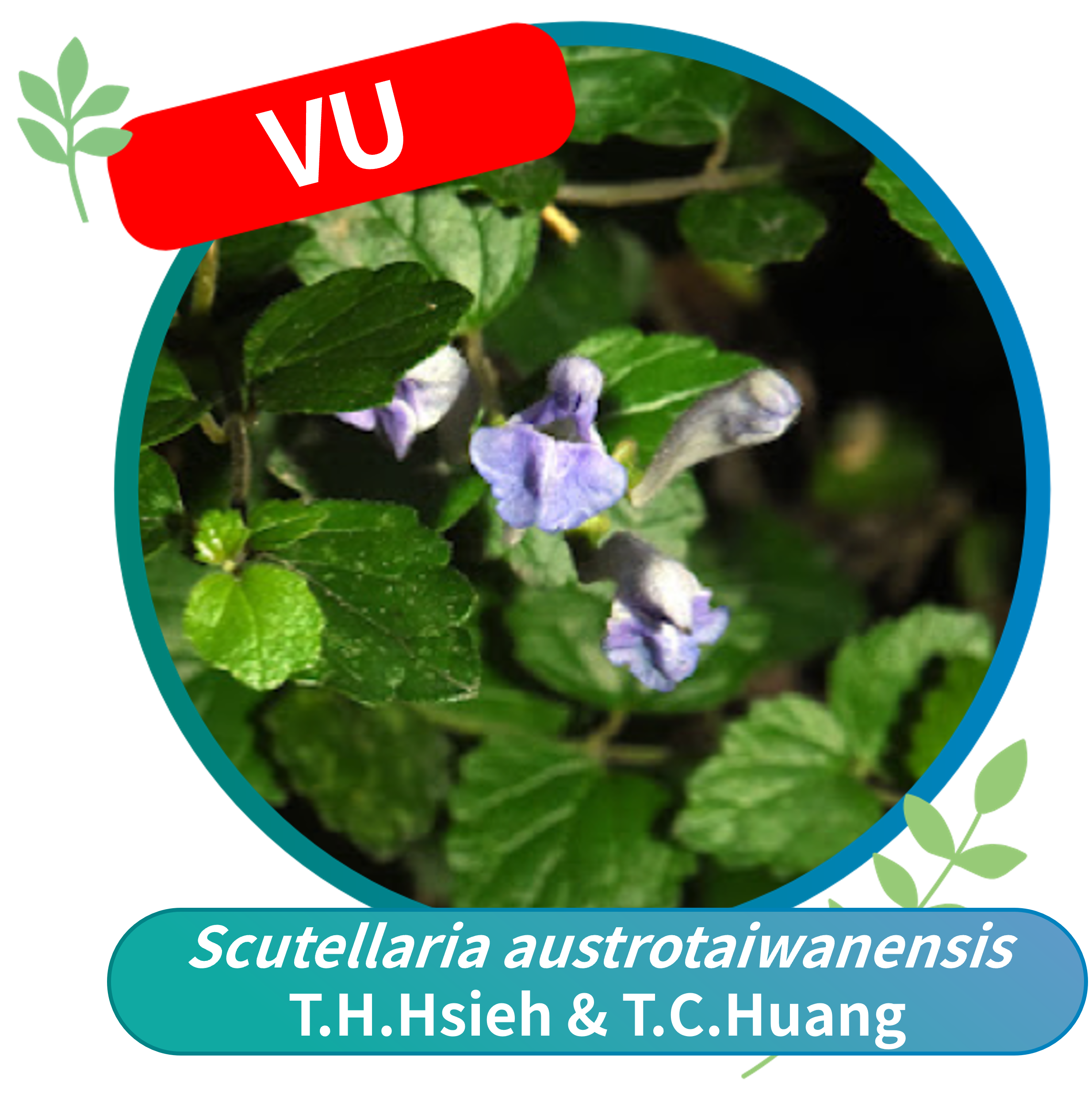 Scutellaria south-taiwanensis (Vulnerable, VU)
