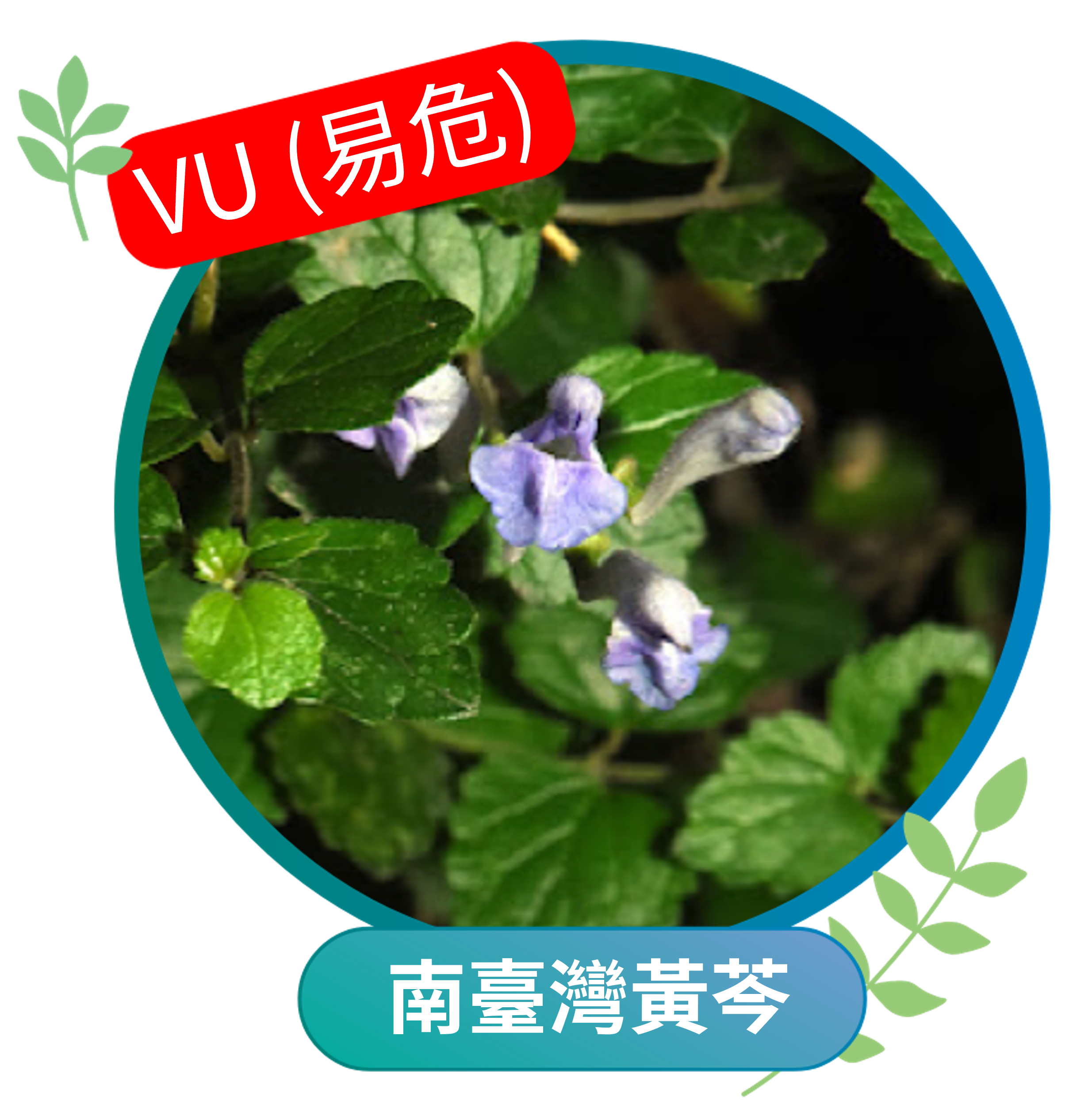 南臺灣黃芩（易危VU）