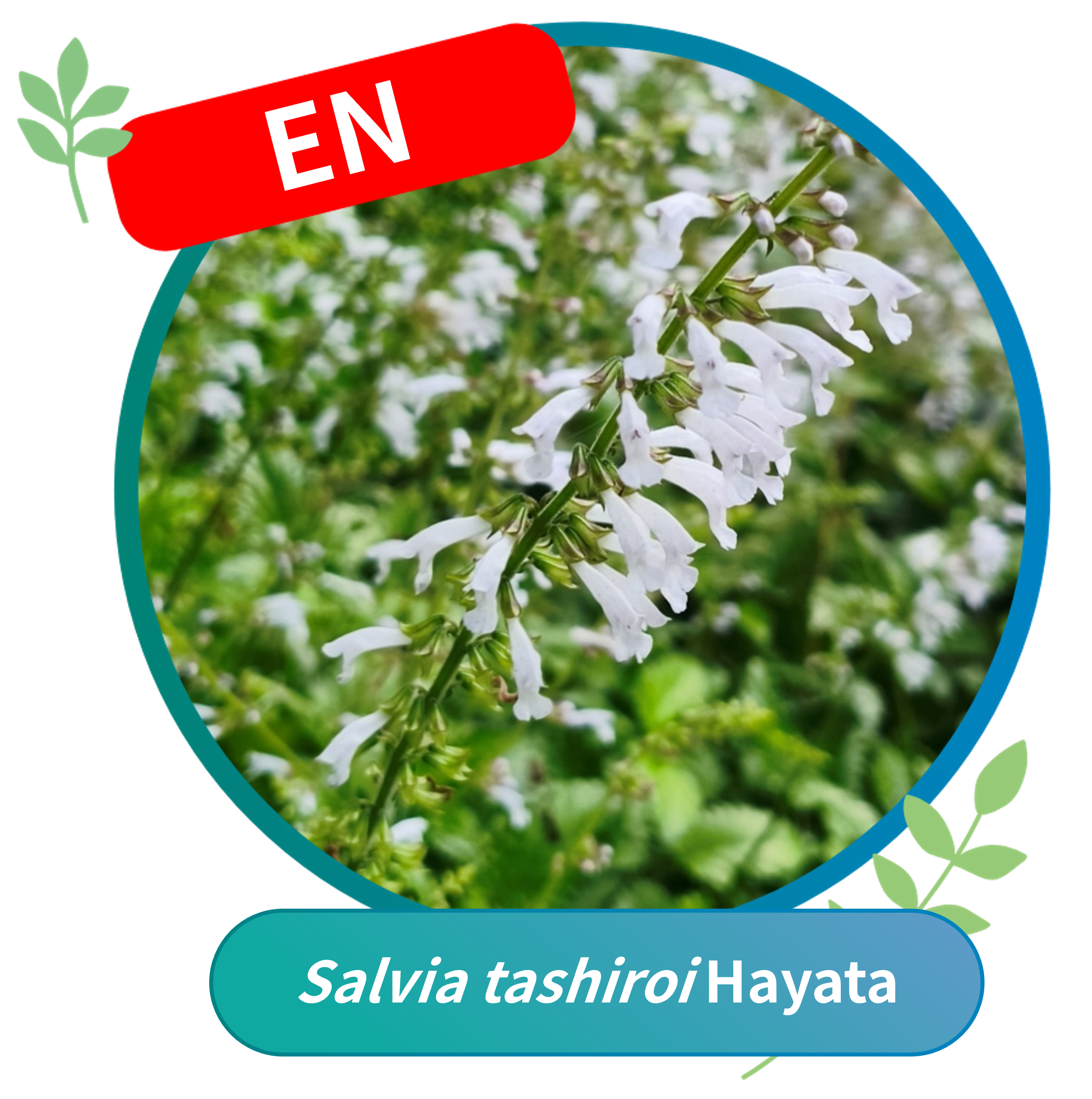 Salvia tashiroi (Endangered, EN)