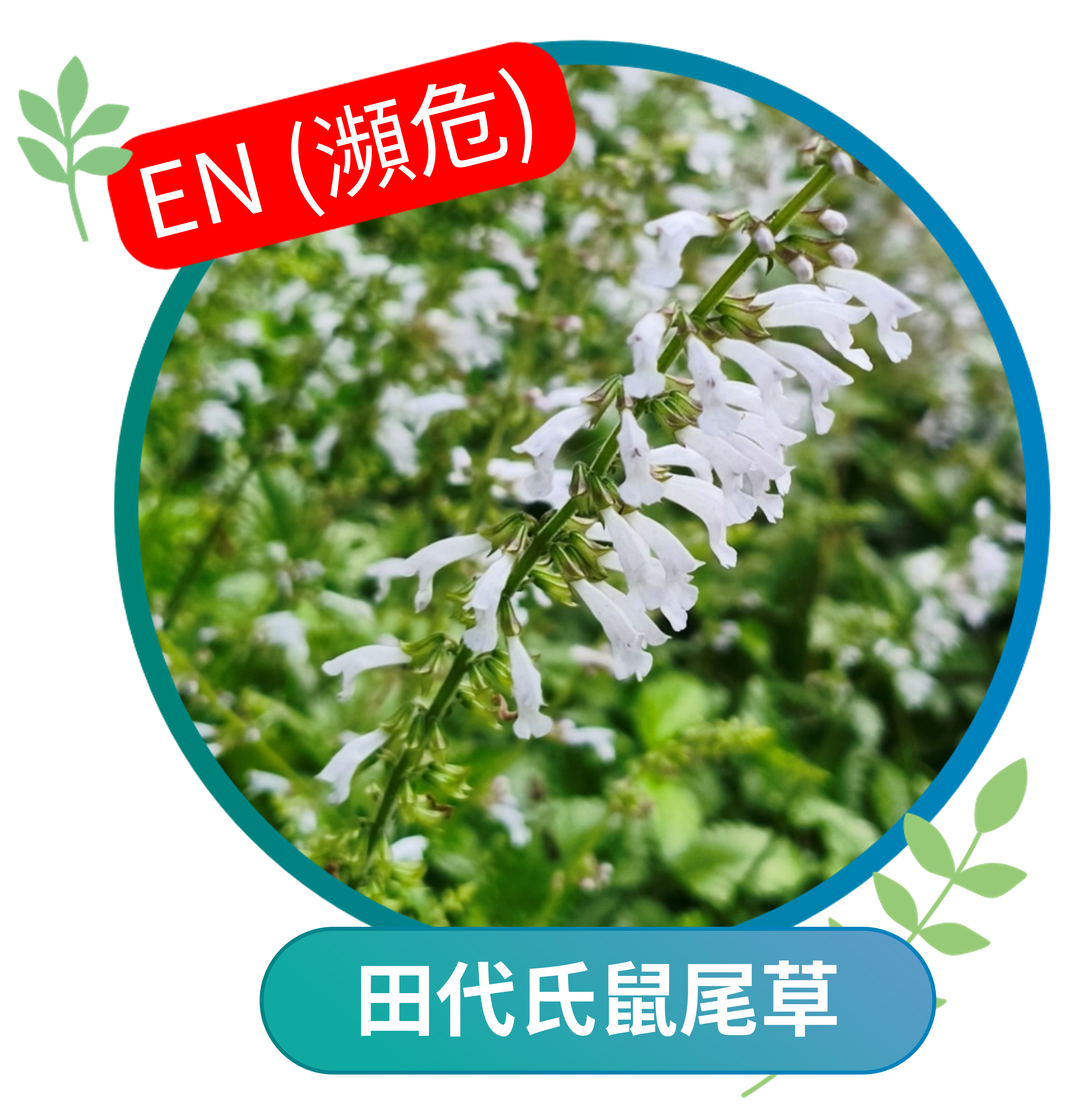 田代氏鼠尾草（瀕危EN）
