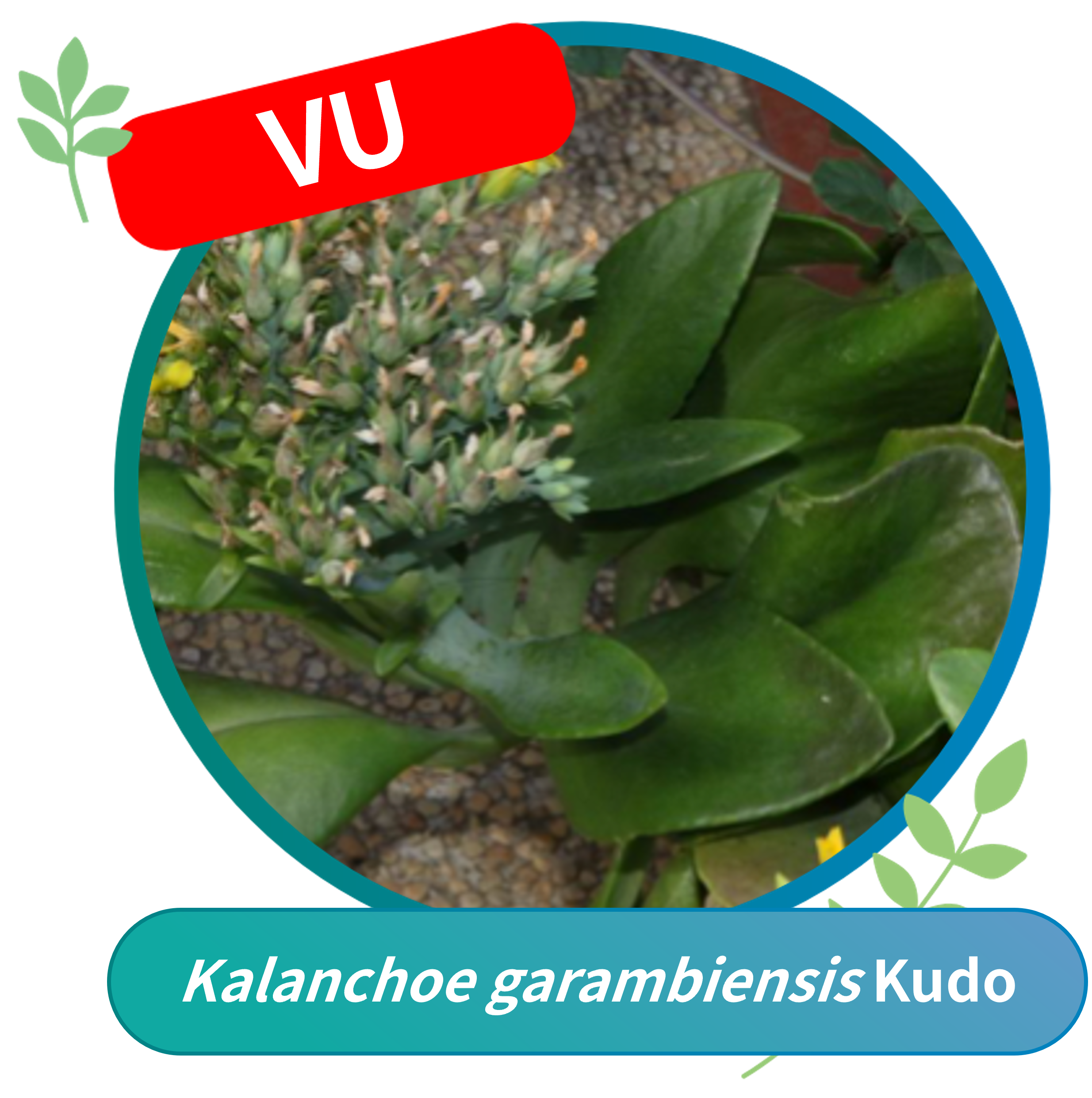 Scutellaria taiwanensis (Vulnerable, VU)