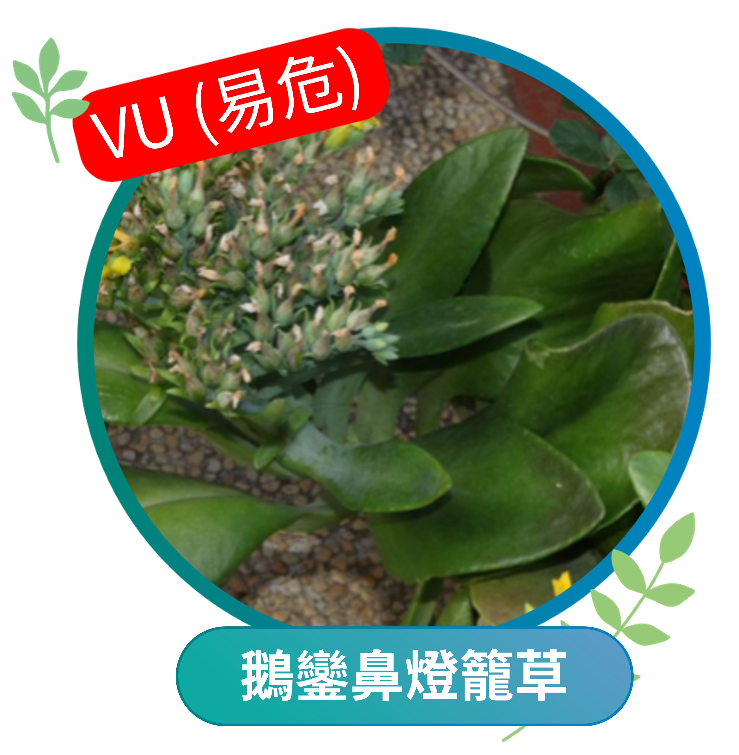 鵝鑾鼻燈籠草（易危VU）