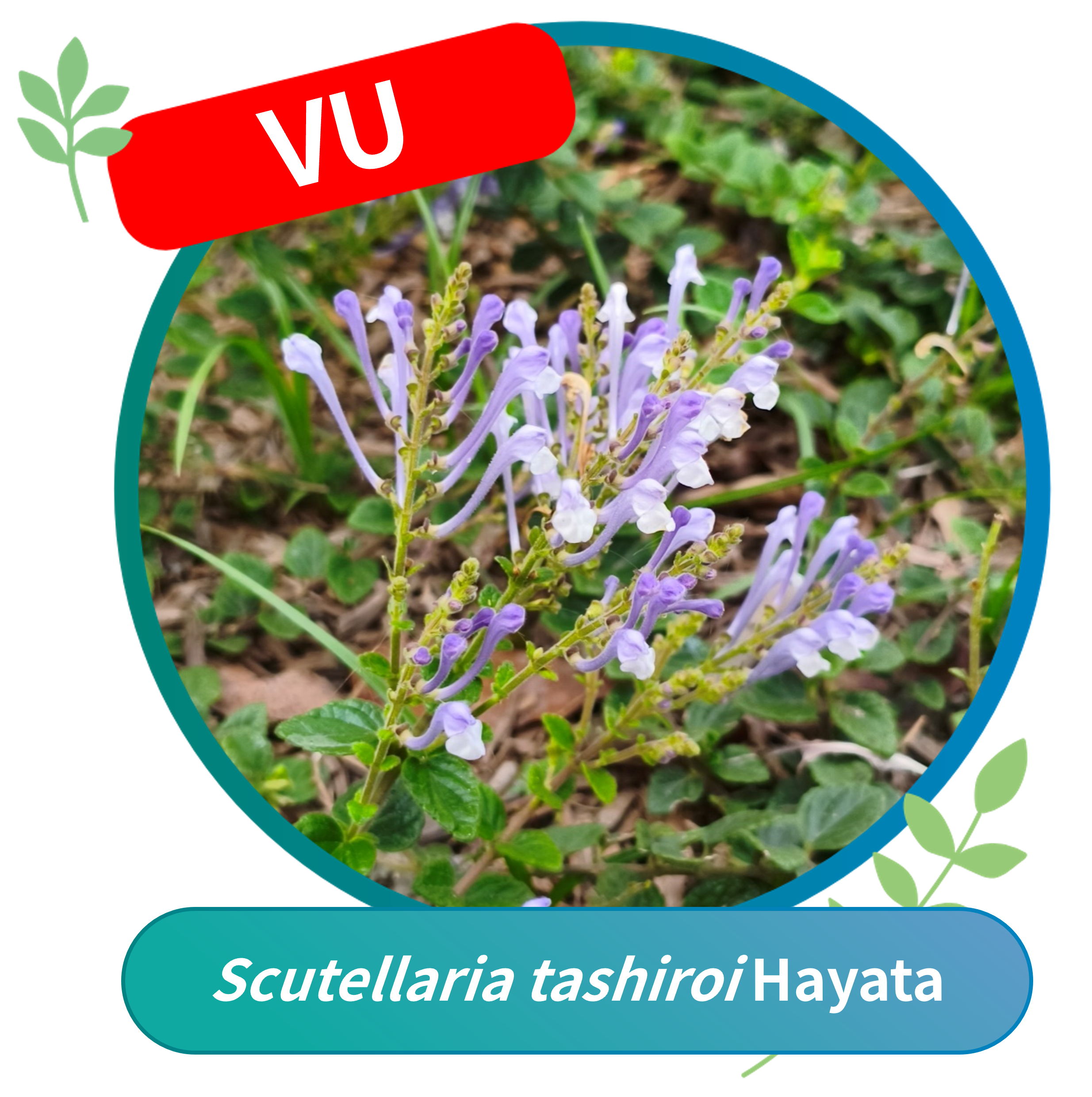 Scutellaria tashiroi (Vulnerable, VU)