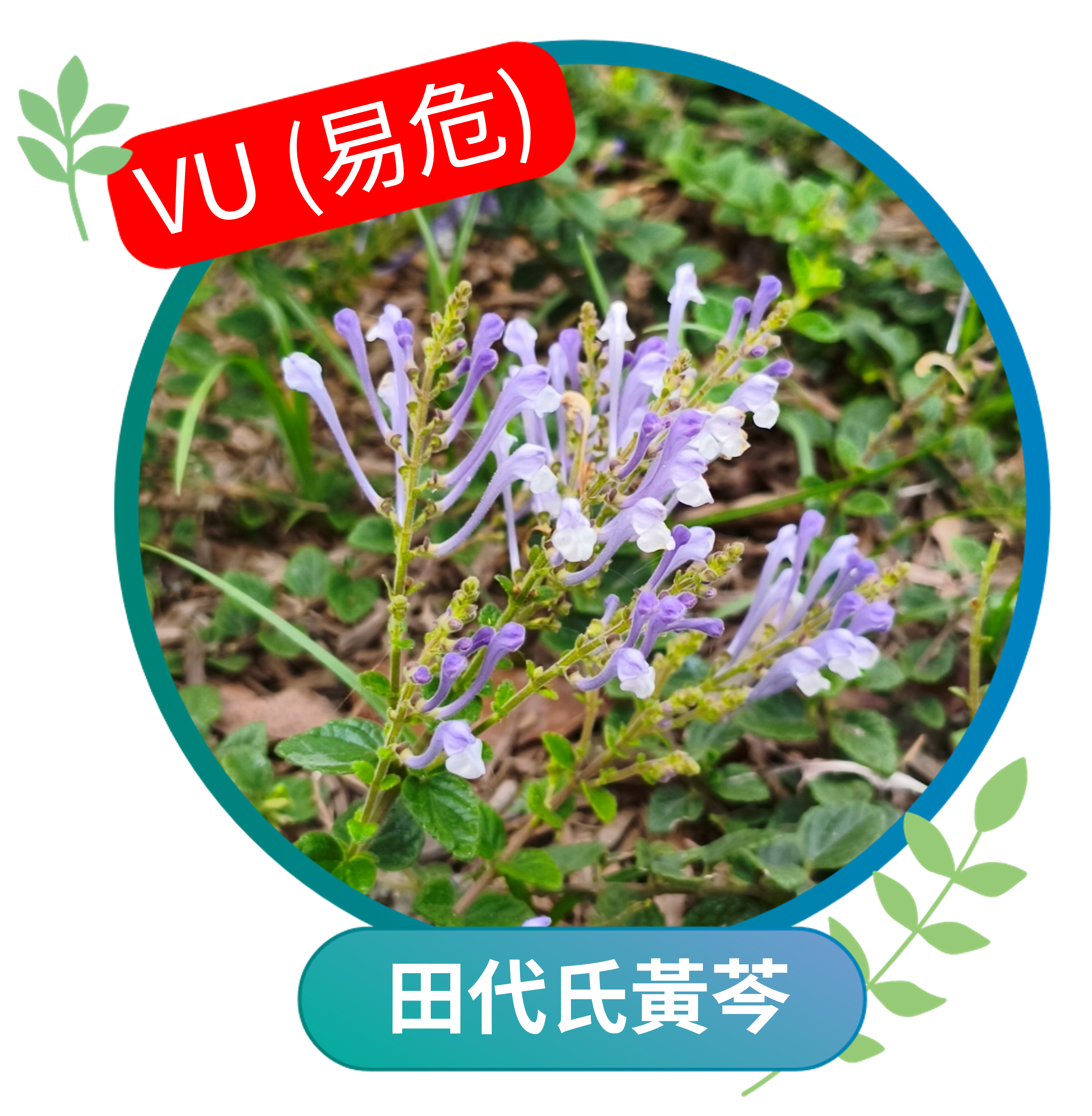 田代氏黃芩（易危VU）